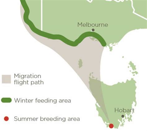 Orange-bellied Parrot - Moonlit Sanctuary