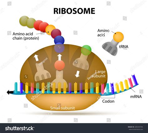 Ribosome During Protein Synthesis. The Interaction Of A Ribosome With ...