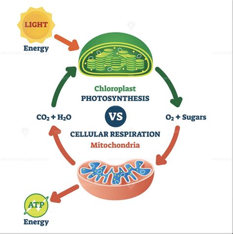 Cellular Respiration and Photosynthesis Diagram | Quizlet