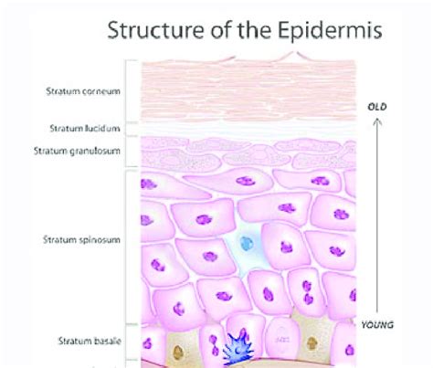 Structure Of Epidermis