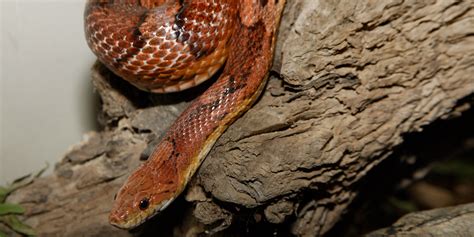 Corn snake | Smithsonian's National Zoo and Conservation Biology Institute