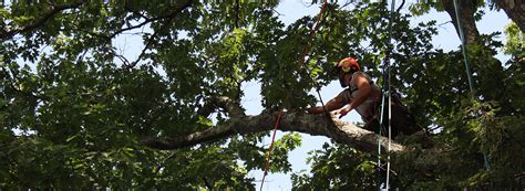 Proper Tree Mulching: Techniques, Types of Mulch & More