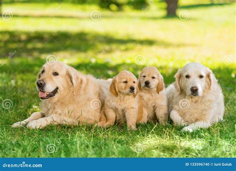 Are Golden Retriever Good Family Dogs