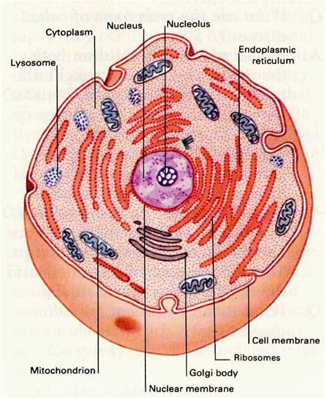 Cytoplasm Diagram And Function 16 Cytoplasm Functions