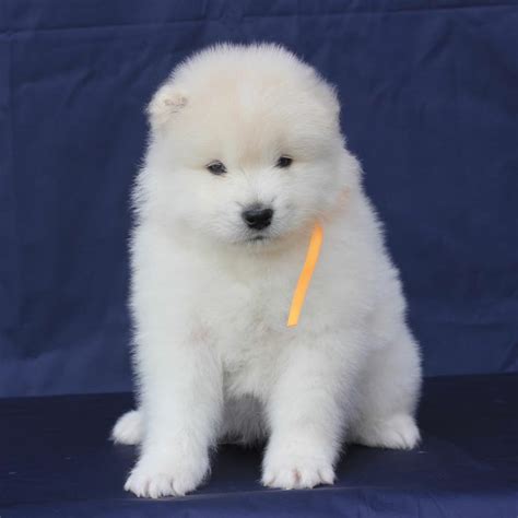 samoyed puppies for sale - Samoyed Puppies For Sale