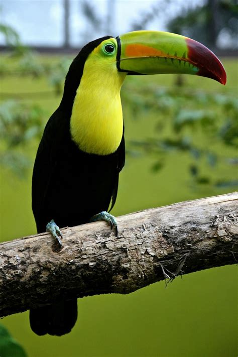 Black and Green Toucan on Tree Branch · Free Stock Photo