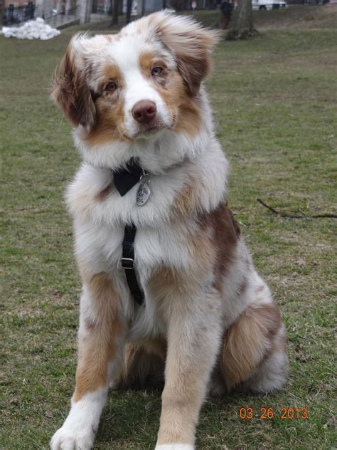 Red Merle Australian Shepherd