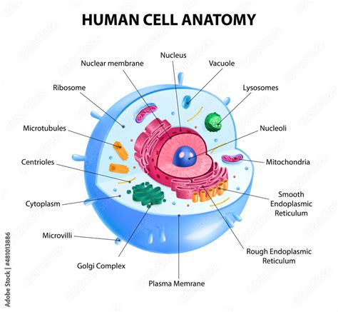 Human Cell Diagram Stock Vector | Adobe Stock