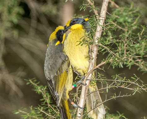 Home - Friends of the Helmeted Honeyeater Inc