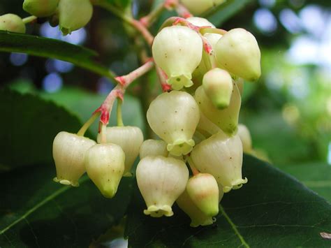 Flowers of Strawberry Tree | Nature Photo Gallery