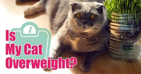 How to tell if your cat is overweight - Boulder Holistic Vet