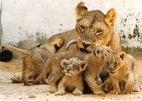 Lioness and cubs - Lions Photo (38534149) - Fanpop