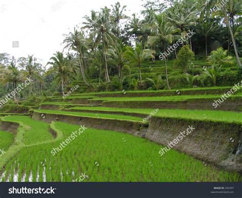 Padi Field Gunung Kawi Bali Indonesia Stock Photo 292397 - Shutterstock