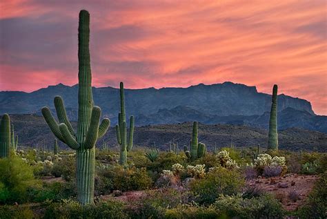 Saguaro Cactus with Arizona Sunset Photograph by Dave Dilli - Pixels