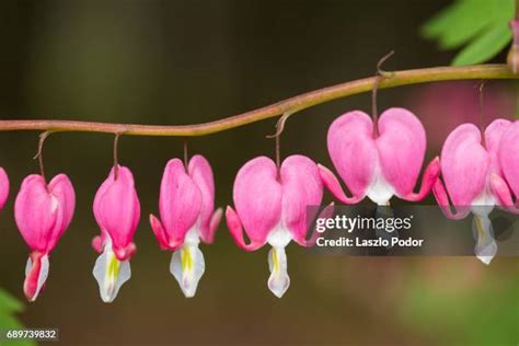 75 Bleeding Heart Flower Arrangement Stock Photos, High-Res Pictures ...