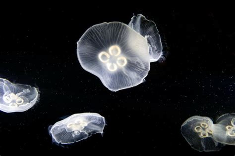 Moon Jellyfish: The Immortal Jellyfish - Ocean Info