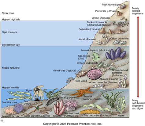 Intertidal Zone Diagram Ecosystems On Emaze