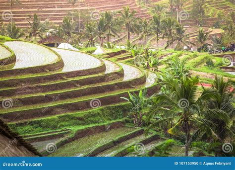 Traditional Paddy Field in Bali Indonesia Stock Photo - Image of ...