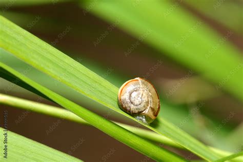 escargot Stock Photo | Adobe Stock