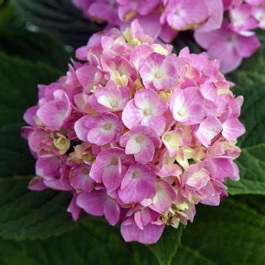 Hydrangea macrophylla 'Bailmer' Endless Summer® The Original Hydrangea ...