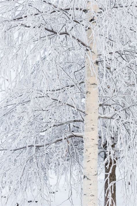 Birch tree covered in snow stock image. Image of snow - 109991153