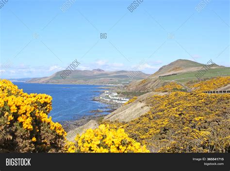 Gorse Flowering On Image & Photo (Free Trial) | Bigstock