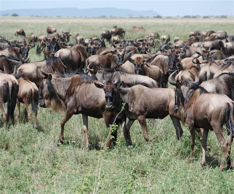 Serengeti National Park - the most popular | ONA SAFARI