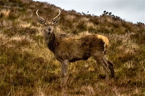 Red Deer in camouflage, Highlands, Scotland by Europe Trotter - Photo ...