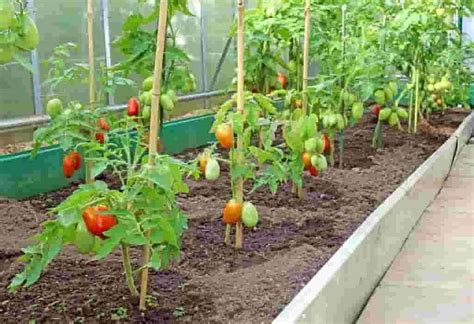 How to grow tomato tree? Tomato plant care guide - Cherry Blossom