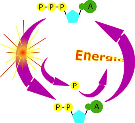 cycle ATP - Openclipart