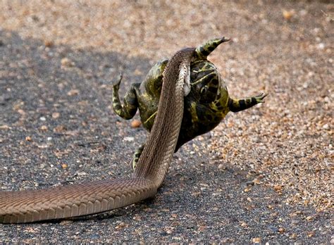 Spitting Cobra Facts You Need to Know! | Always Learning!