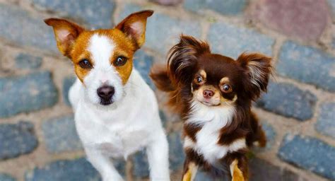 Chihuahua Terrier Mix - What To Expect From This Unusual Mix Breed Dog