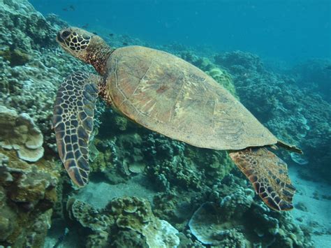 Hawaiian Green Sea Turtles - Four Winds Maui Snorkeling - Molokini ...