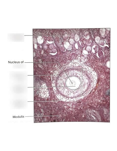 Histology of Primary Oocyte in the Follicle - CBIO 2210 Diagram | Quizlet