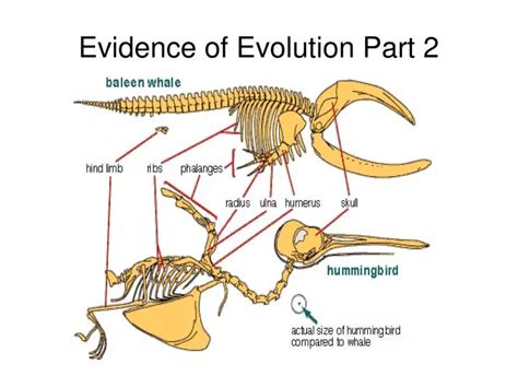 PPT - Evidence of Evolution Part 2 PowerPoint Presentation, free ...