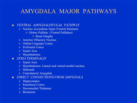 Limbic System Amygdala