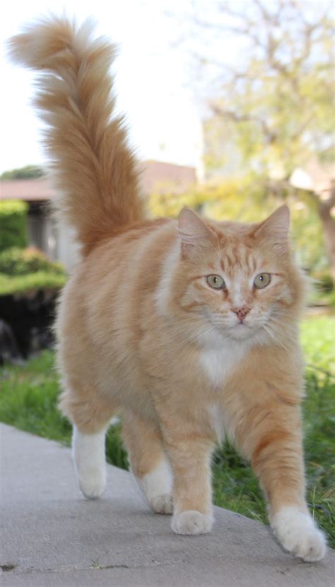 Lost Orange Fluffy tabby cat - Lost Cat Ventura County