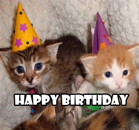 100 Best Happy Birthday Cat Memes & Images – The Random Vibez