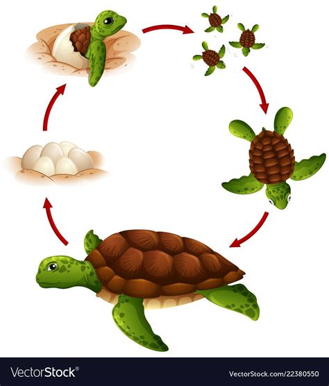 Green Turtle Life Cycle With Labels