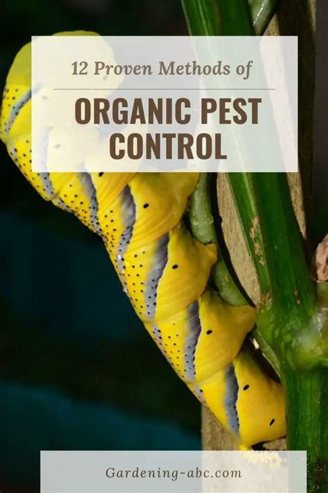 Organic Pest Control Made Simple: Tricks To Combat Pests Organically