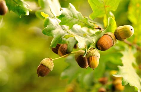 Types Of Oak Tree Acorns