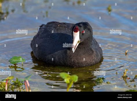 American coot, aka mud duck, swimming and feeding Stock Photo - Alamy