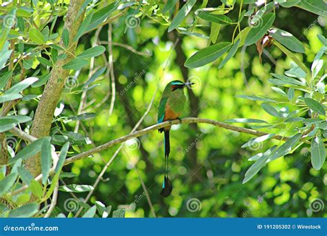 El Salvador national bird. stock photo. Image of life - 191205302