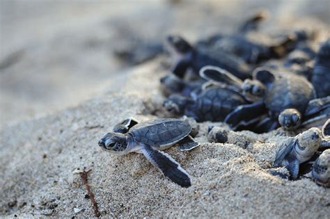 Sea Turtle Hatchlings | Hot Sex Picture