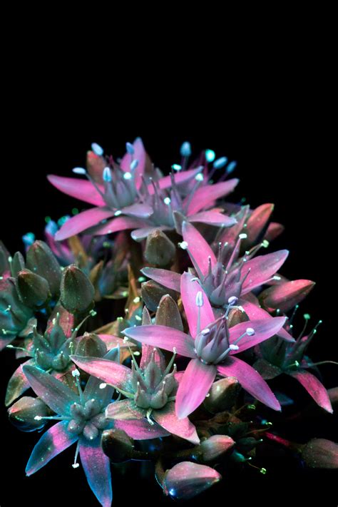 Craig Burrows' fluorescent plants — Cercle