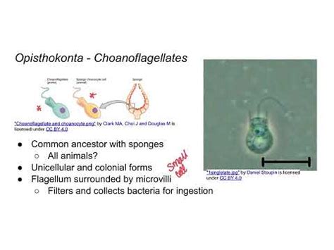 Protists - Opisthokonta - YouTube