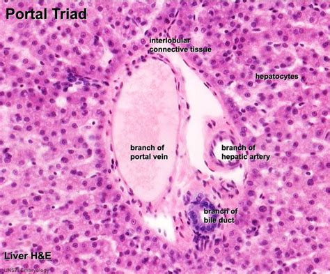 1000+ images about Histology on Pinterest | Respiratory system, Stains ...