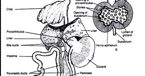 Biology : Digestive system of Pigeon