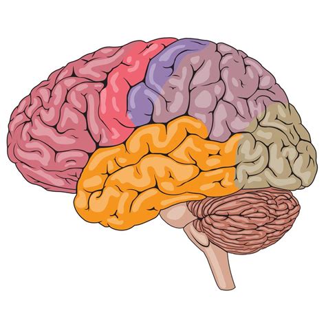 Colorful Human Brain Parts 1166073 Vector Art at Vecteezy