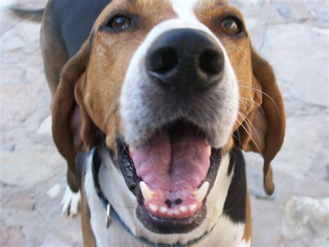 Bocephus (Walker Coonhound) | ThriftyFun